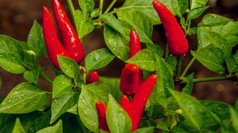 Red Chili Peppers on plant
