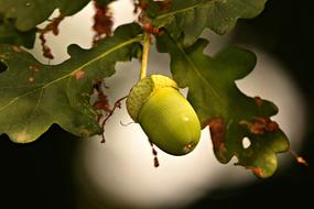 green Acorn Nut Oak