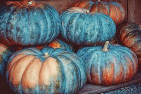 Pumpkin Squash Vegetables