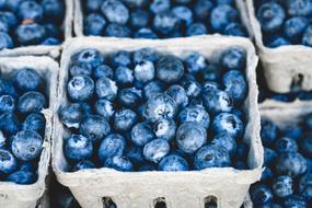 ripe blueberries in cardboard boxes