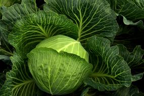 head Cabbage Cultivation