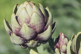 Artichokes as a Vegetables