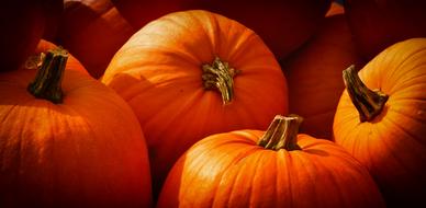 Pumpkins orange Decoration