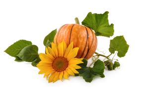 clipart of Natural Pumpkin Background