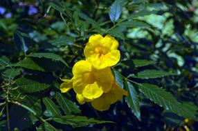 Yellow Trumpetbush, blooming plant