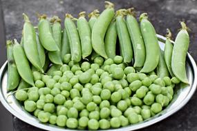 Close-up of the green peas, with the cover, on the shiny metal plate