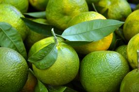 Green and yellow mandarins