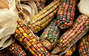 Ornamental Corns Harvest Food
