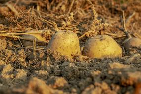 Potatoes Tubers in soil