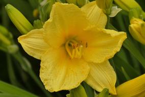 Narcis Voorjaarsbloem close-up on blurred background