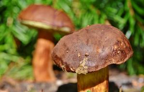 Mushroom Tube Brown close-up on blurred background