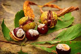 raw Chestnut fruits and autumn leaves