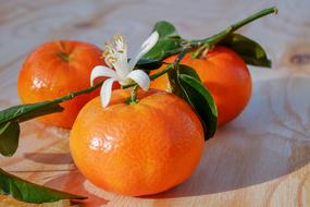 Tangerines, fruits on branch with flower