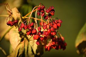 closeup picture of appetizing Red Berries