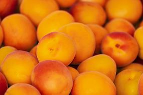 harvest of juicy apricots