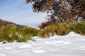 snow on green grass in the forest