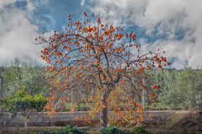 appetizing Khaki Tree Fruit