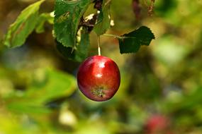 closeup view of shiny little apple on a branch