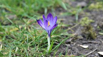 nice Crocus Only Bloom