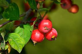 Close-up of the beautiful, shiny, red apple berries, with the green leaves