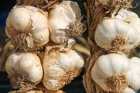 Garlic Leek Herb