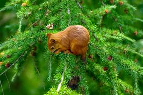 Squirrel Eat Cute