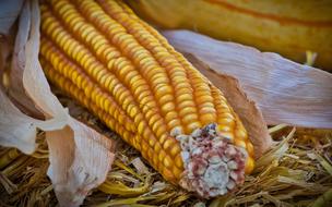 yellow corncob on hay