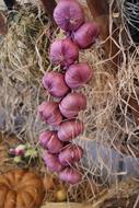 Close-up of the beautiful, purple garlic among the other colorful vegetables