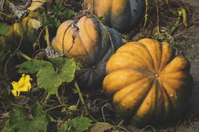 yellow pumpkins in the garden