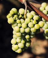 sharp green Wine Grapes on blurred background