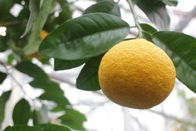 ripening grapefruit on a tree