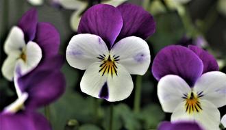 Close-up of the beautiful, white, violet and yellow lily flowers on the stems