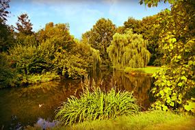 green trees around small pond, summer landscape, netherlands, amsterdam, beatrix park