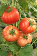Beefsteak Tomato