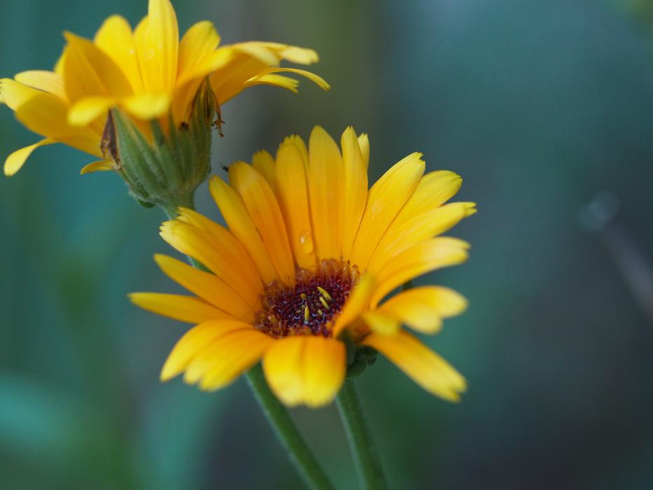 Flower Summer Romance