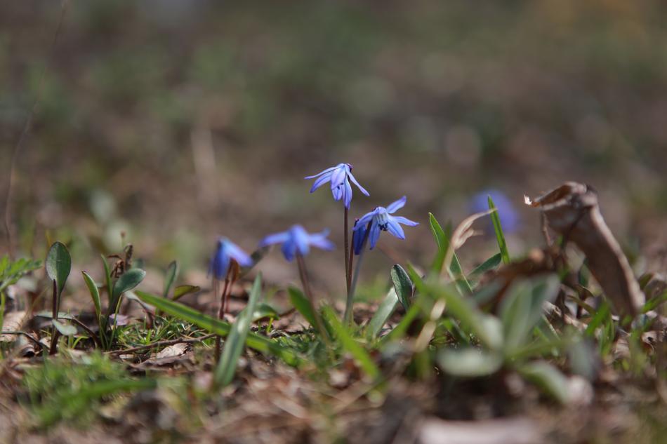 Nature Plants Flowers