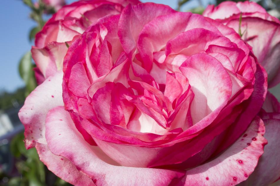 Rose Multicolored Bloom