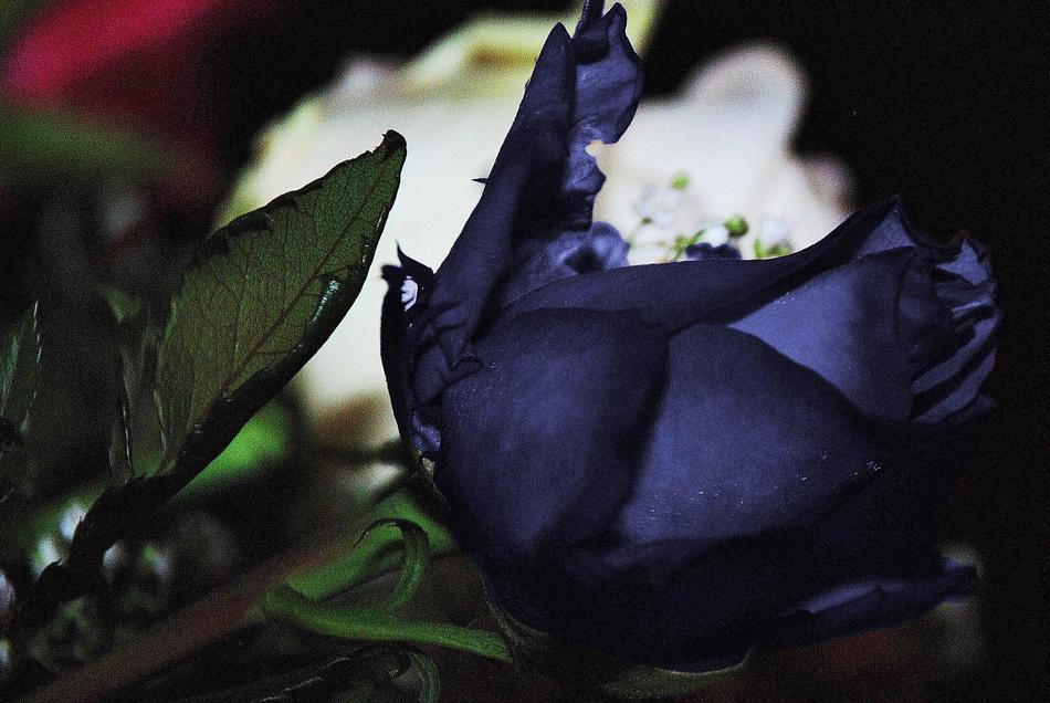 dark blue Roses Flowers at Nature