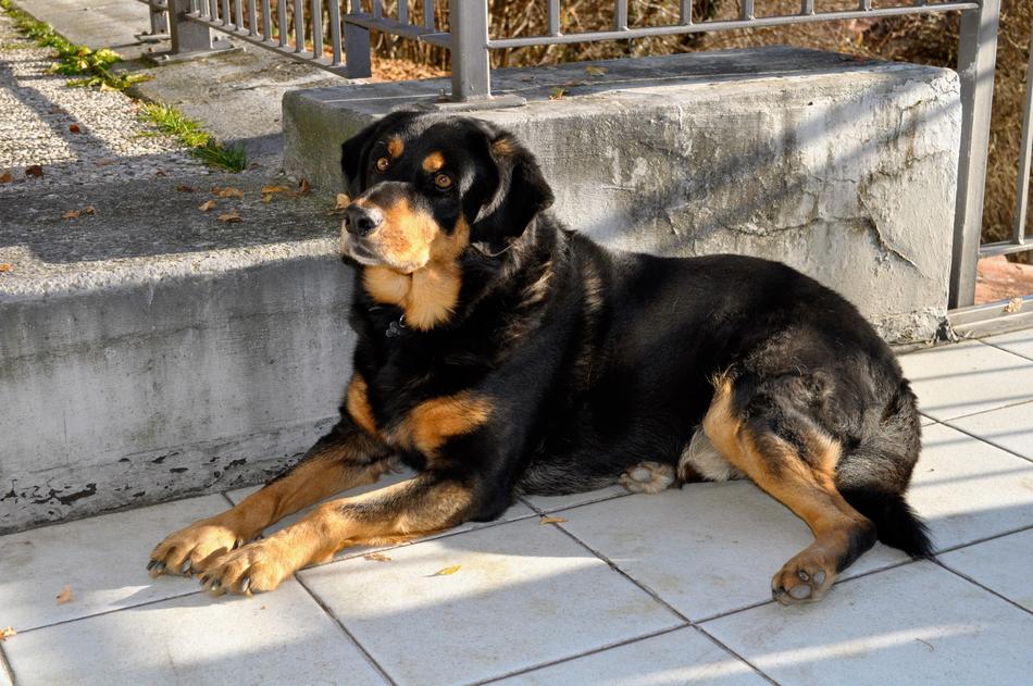 Dog Rottweiler Breed