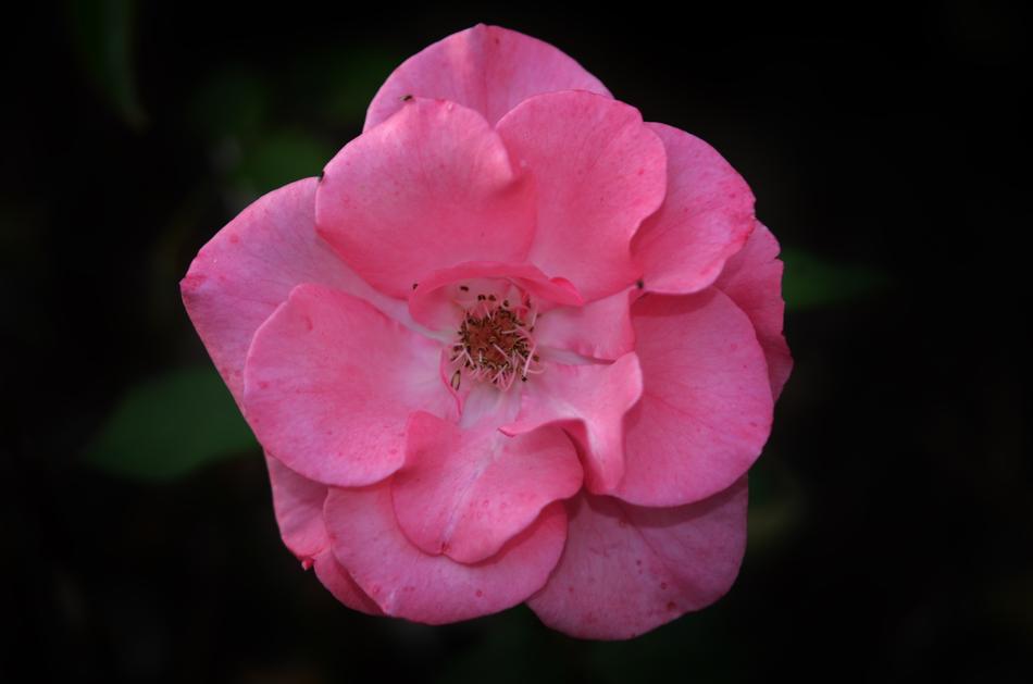 Rose Pink Flower
