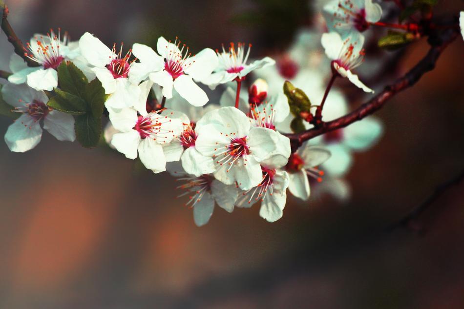 Tree Flowers Sad