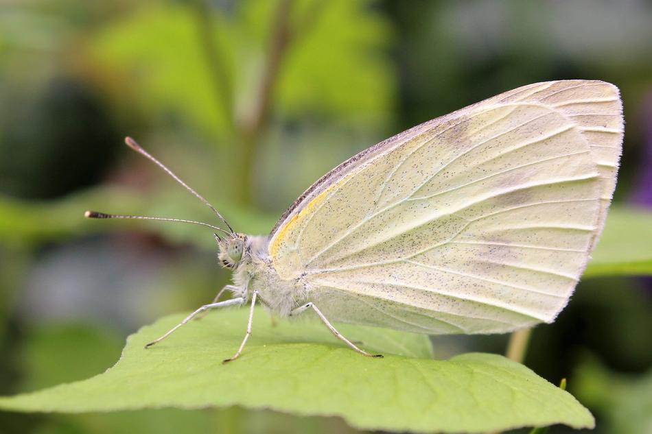 Butterfly Nature Insect