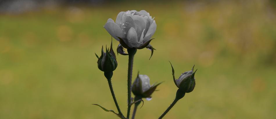 Rose White Blossom