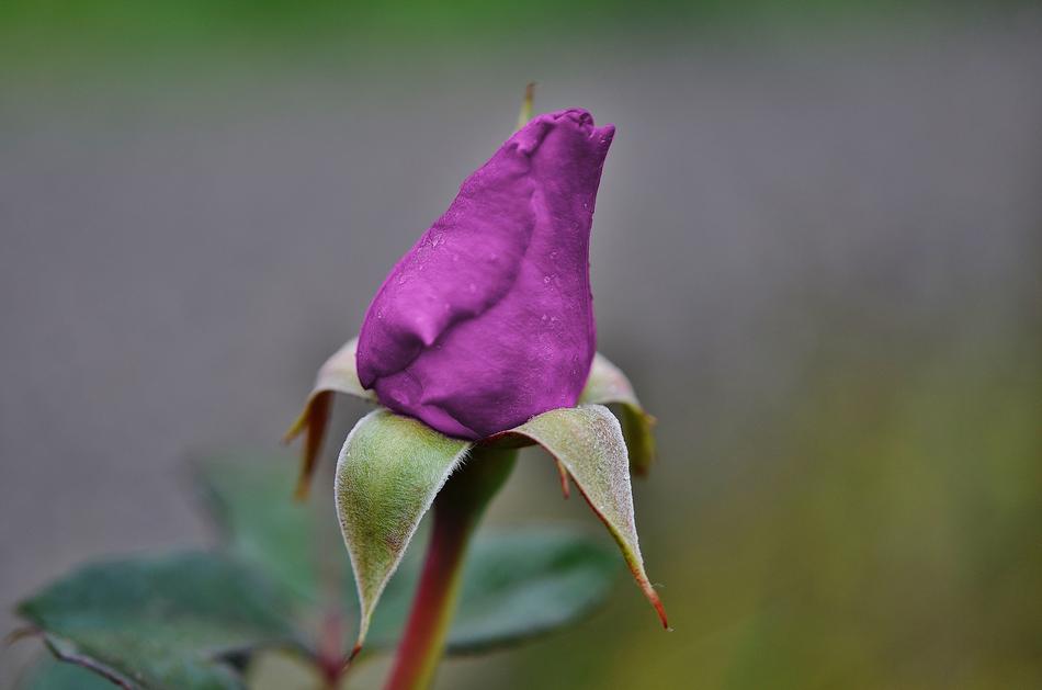Roses Purple Family