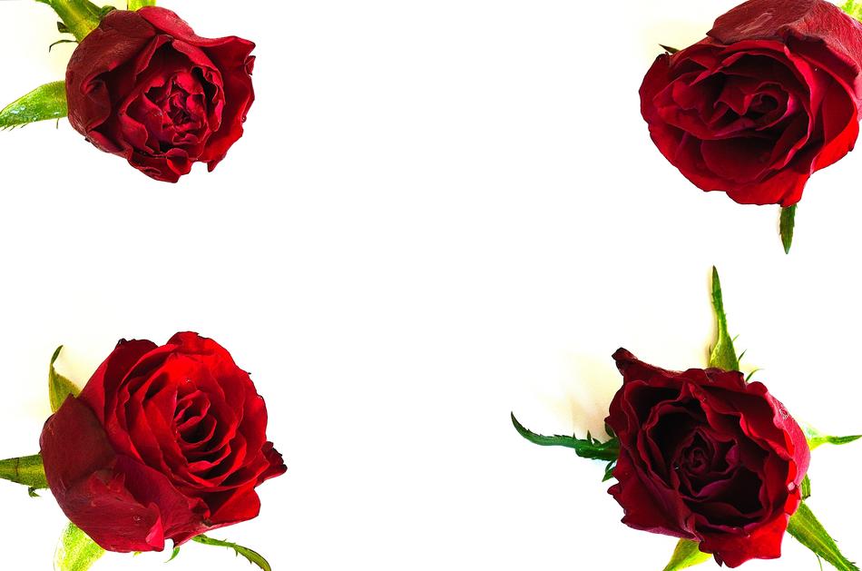 Flowers Plants background