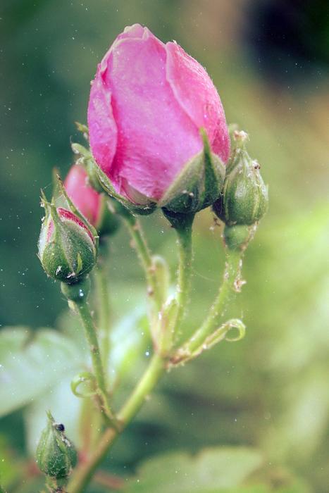 Rose Pink Garden