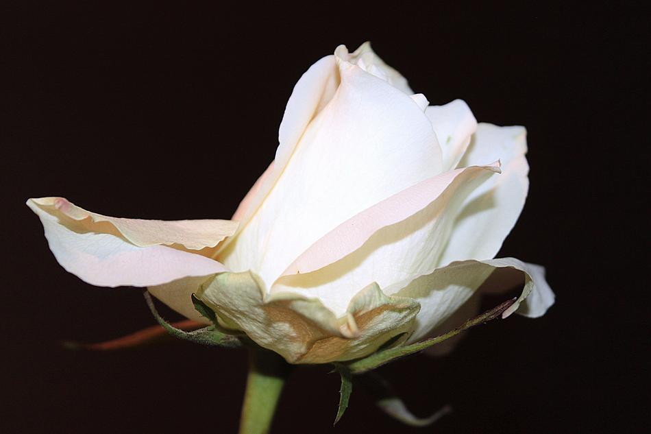 Rose White Blossom