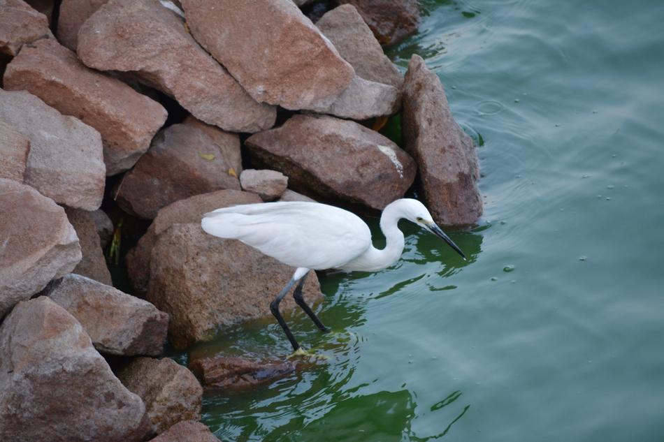 Crane Bird Lake