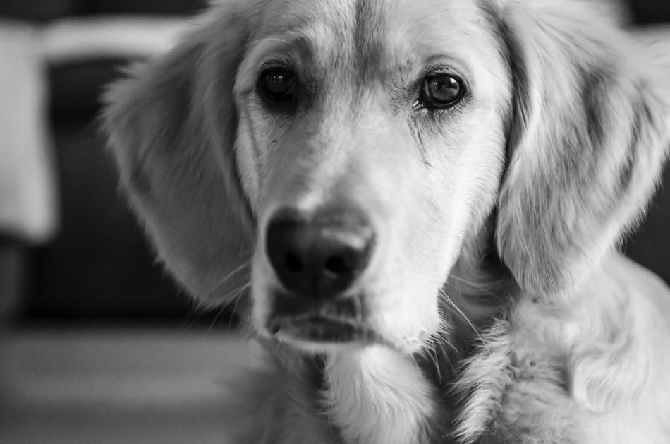 Golden Retriever Futrzak