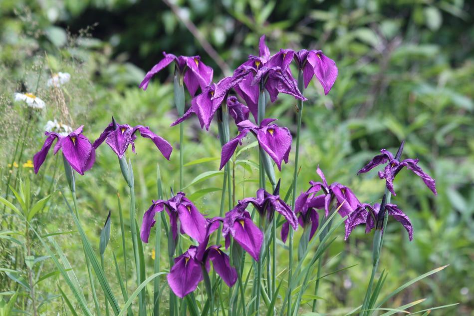 Iris Nature Flower